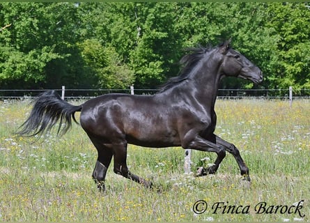 Andalusier, Wallach, 6 Jahre, 170 cm, Rappe