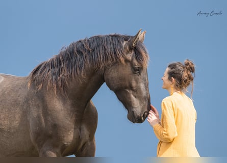 Andalusier Mix, Wallach, 6 Jahre, 177 cm, Rotbrauner