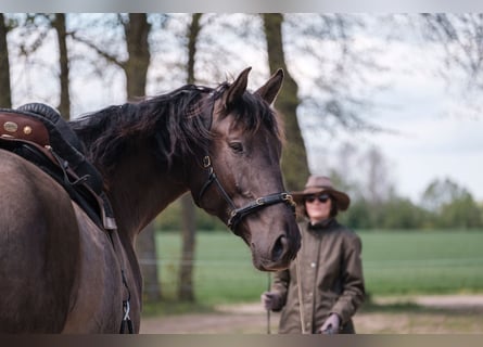 Andalusier Mix, Wallach, 6 Jahre, 177 cm, Rotbrauner