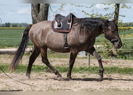 Andalusier Mix, Wallach, 6 Jahre, 177 cm, Rotbrauner