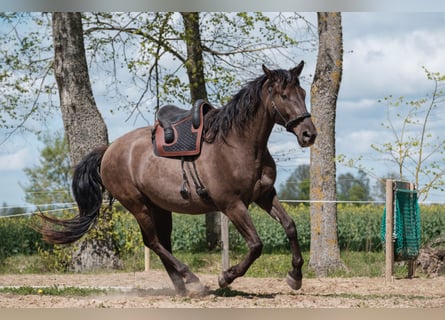 Andalusier Mix, Wallach, 6 Jahre, 177 cm, Rotbrauner