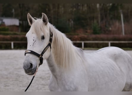 Andalusier, Wallach, 7 Jahre, 150 cm, Schimmel