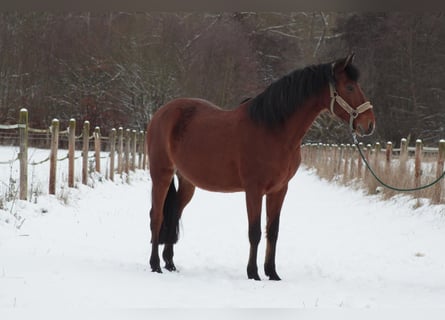 Andalusier, Wallach, 7 Jahre, 155 cm, Brauner
