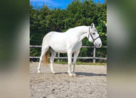 Andalusier Mix, Wallach, 7 Jahre, 160 cm, White
