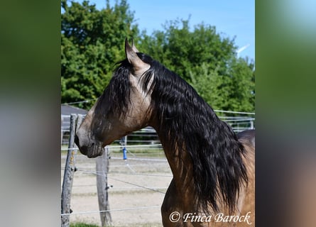 Andalusier, Wallach, 7 Jahre, 161 cm, Buckskin