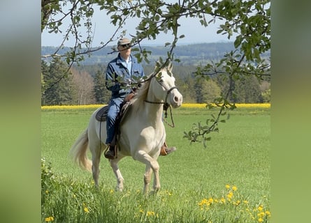 Andalusier, Wallach, 7 Jahre, 161 cm, Cremello