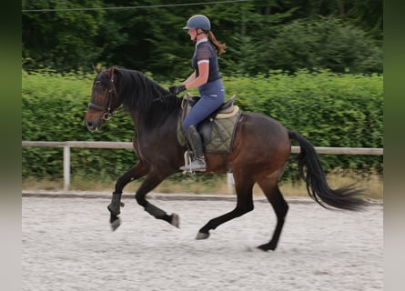 Andalusier, Wallach, 7 Jahre, 162 cm, Brauner
