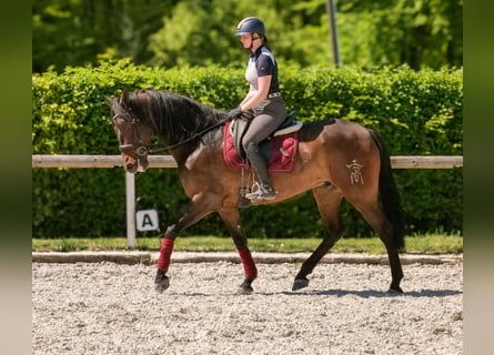 Andalusier, Wallach, 7 Jahre, 165 cm, Brauner