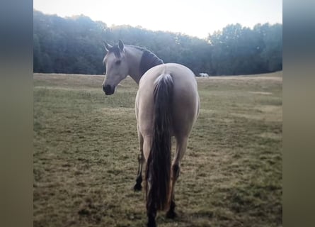Andalusier, Wallach, 7 Jahre, 165 cm, Buckskin