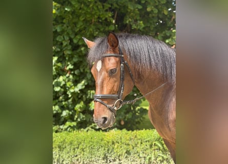 Andalusier, Wallach, 7 Jahre, 167 cm, Dunkelbrauner