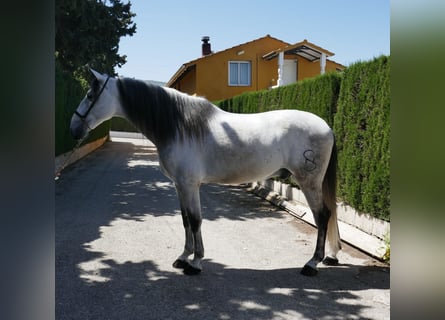 Andalusier, Wallach, 7 Jahre, 168 cm, Schimmel