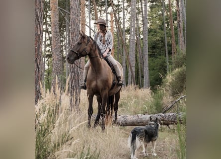 Andalusier Mix, Wallach, 7 Jahre, 178 cm, Rotbrauner