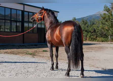 Andalusier, Wallach, 7 Jahre, Brauner