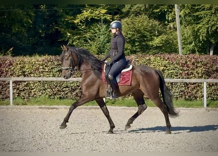 Andalusier, Wallach, 7 Jahre, Dunkelbrauner