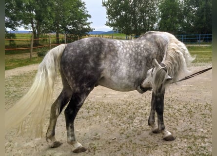 Andalusier Mix, Wallach, 8 Jahre, 150 cm, Apfelschimmel
