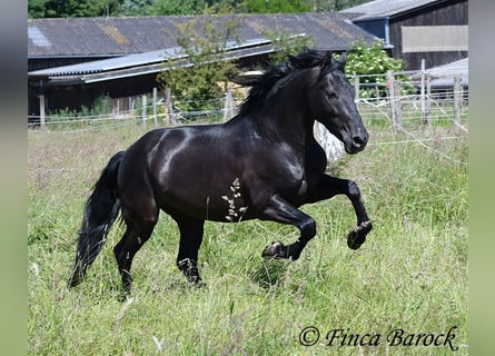 Andalusier, Wallach, 8 Jahre, 154 cm, Rappe