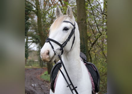 Andalusier, Wallach, 8 Jahre, 154 cm, Schimmel