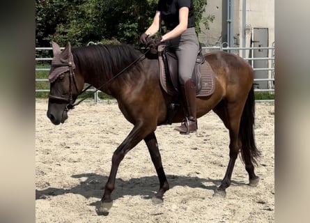 Andalusier, Wallach, 8 Jahre, 158 cm, Rappe