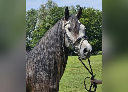 Andalusier, Wallach, 8 Jahre, 158 cm, Rappschimmel