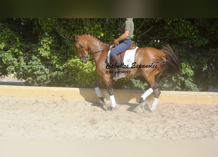 Andalusier, Wallach, 8 Jahre, 161 cm, Brauner