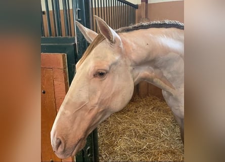 Andalusier, Wallach, 8 Jahre, 162 cm, Perlino