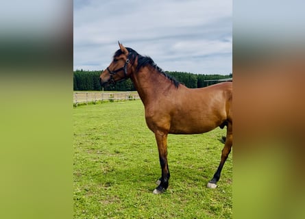Andalusier, Wallach, 8 Jahre, 165 cm, Brauner