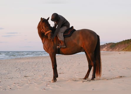Andalusier, Wallach, 8 Jahre, 178 cm