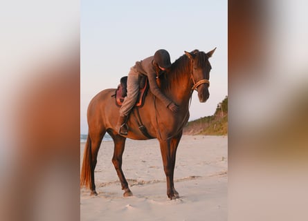 Andalusier, Wallach, 8 Jahre, 178 cm