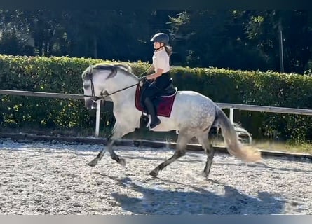 Andalusier, Wallach, 8 Jahre