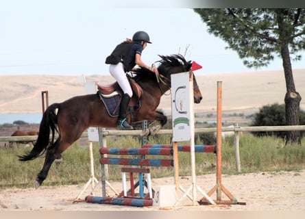 Andalusier, Wallach, 9 Jahre, 135 cm, Rotbrauner