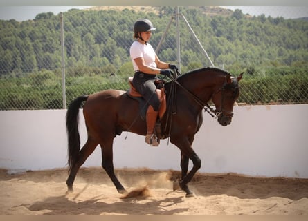 Andalusier, Wallach, 9 Jahre, 158 cm, Brauner