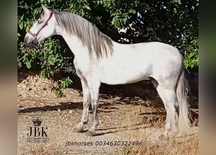 Andalusier, Wallach, 9 Jahre, 158 cm, Schimmel