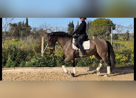 Andalusier, Wallach, 9 Jahre, 163 cm, Rotbrauner