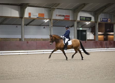 Andalusier, Wallach, 9 Jahre, 167 cm, Brauner