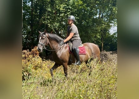 Andalusier, Wallach, Fohlen (04/2025), 160 cm, Rappe