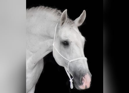 Andaluso, Castrone, 10 Anni, 157 cm, Grigio