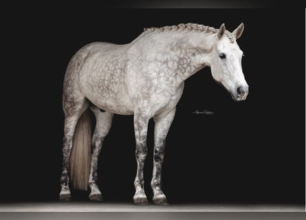 Andaluso, Castrone, 10 Anni, 165 cm, Grigio pezzato