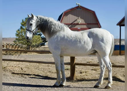 Andaluso, Castrone, 10 Anni, 168 cm, Grigio