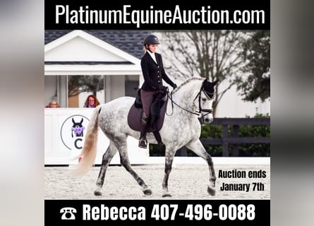 Andaluso, Castrone, 10 Anni, 173 cm, Grigio pezzato