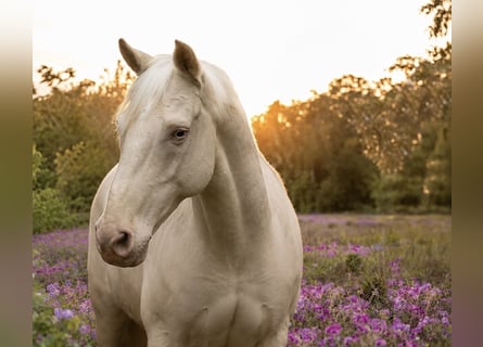 Andaluso, Castrone, 12 Anni, 154 cm, Cremello
