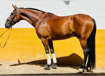 Andaluso, Castrone, 12 Anni, 158 cm, Baio