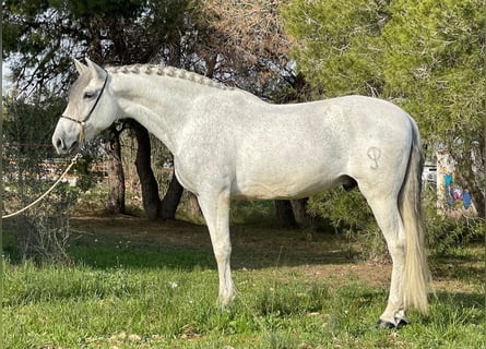 Andaluso, Castrone, 12 Anni, 164 cm, Grigio pezzato