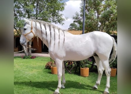 Andaluso, Castrone, 12 Anni, 175 cm, Grigio