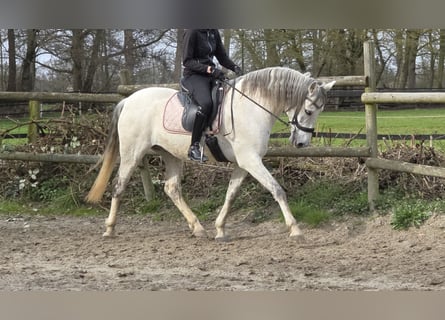 Andaluso, Castrone, 13 Anni, 156 cm, Grigio
