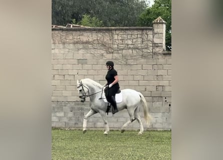 Andaluso, Castrone, 13 Anni, 166 cm, Grigio