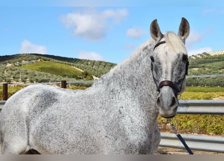 Andaluso, Castrone, 14 Anni, 157 cm, Grigio