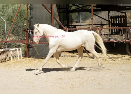 Andaluso, Castrone, 14 Anni, 158 cm, Champagne