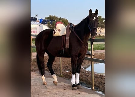 Andaluso, Castrone, 15 Anni, 165 cm, Baio scuro