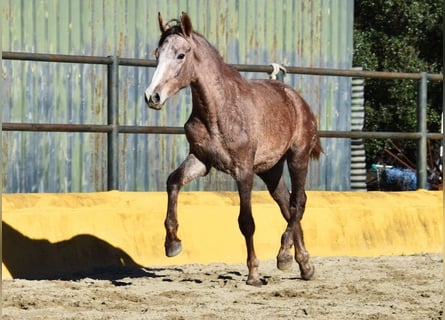 Andaluso, Castrone, 2 Anni, 154 cm, Grigio