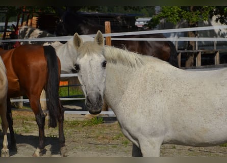 Andaluso Mix, Castrone, 30 Anni, 140 cm, Grigio